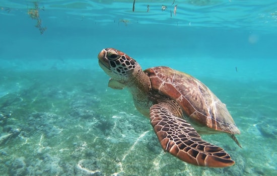Charlotte County Honors Local Businesses for Sea Turtle-Friendly Lighting Efforts