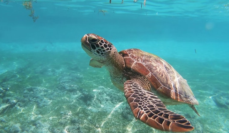 Charlotte County Honors Local Businesses for Sea Turtle-Friendly Lighting Efforts