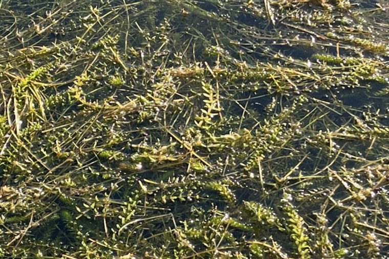 City of Austin to Deploy Grass Carp for Eco-Friendly Battle Against Lake Austin Hydrilla Surge