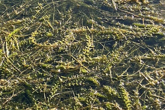 City of Austin to Deploy Grass Carp for Eco-Friendly Battle Against Lake Austin Hydrilla Surge