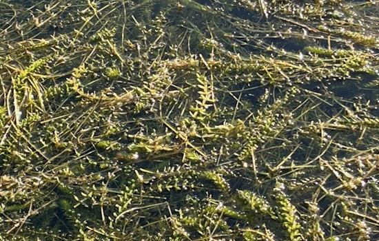City of Austin to Deploy Grass Carp for Eco-Friendly Battle Against Lake Austin Hydrilla Surge