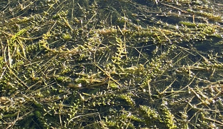 City of Austin to Deploy Grass Carp for Eco-Friendly Battle Against Lake Austin Hydrilla Surge