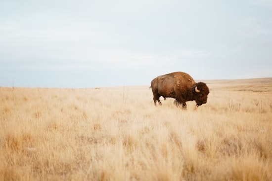 Colorado Adopts New Wildlife Regulations: Livestock Reimbursements and Managed Bison Hunting on the Horizon