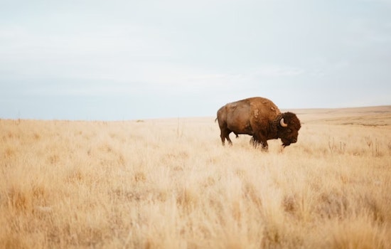 Colorado Adopts New Wildlife Regulations: Livestock Reimbursements and Managed Bison Hunting on the Horizon