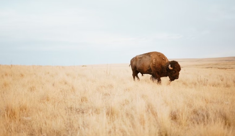 Colorado Adopts New Wildlife Regulations: Livestock Reimbursements and Managed Bison Hunting on the Horizon