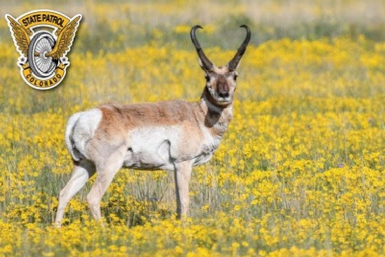 Colorado Drivers Warned of Increased Wildlife Collisions as Winter Approaches