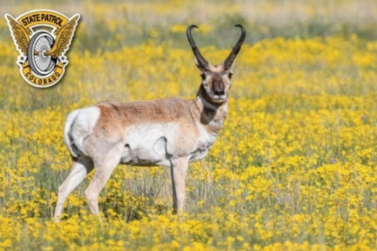 Colorado Drivers Warned of Increased Wildlife Collisions as Winter Approaches