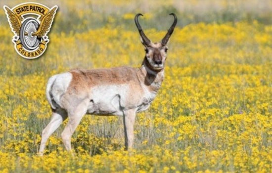 Colorado Drivers Warned of Increased Wildlife Collisions as Winter Approaches
