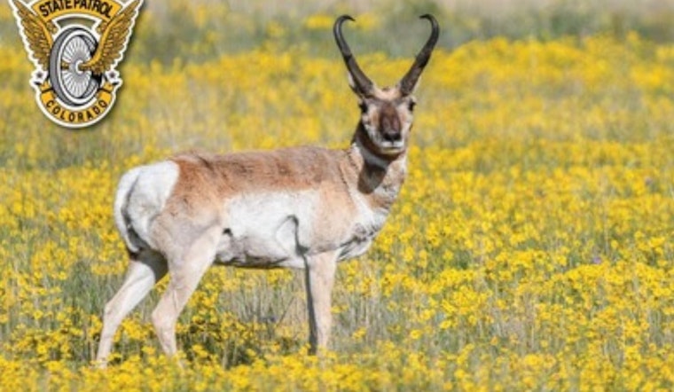 Colorado Drivers Warned of Increased Wildlife Collisions as Winter Approaches
