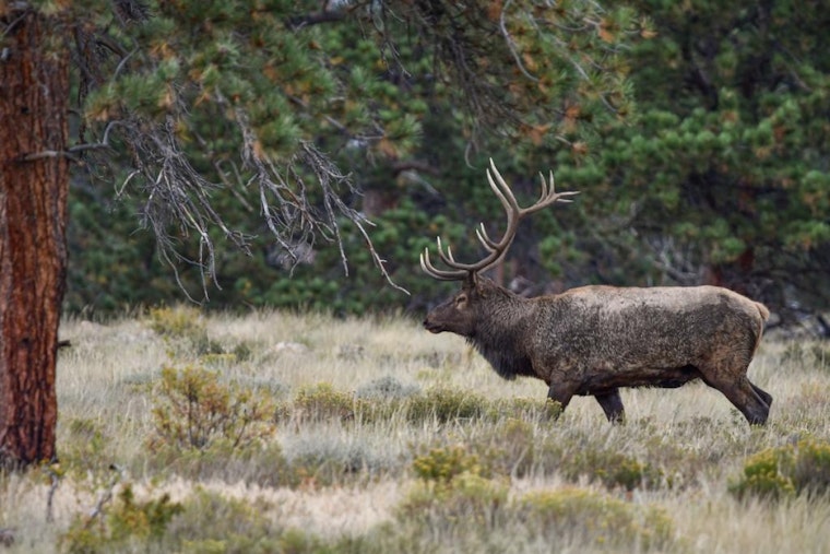 Colorado Officials Offer $1,000 Reward for Information on Elk Poachings in Las Animas County