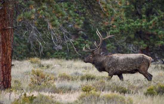 Colorado Officials Offer $1,000 Reward for Information on Elk Poachings in Las Animas County
