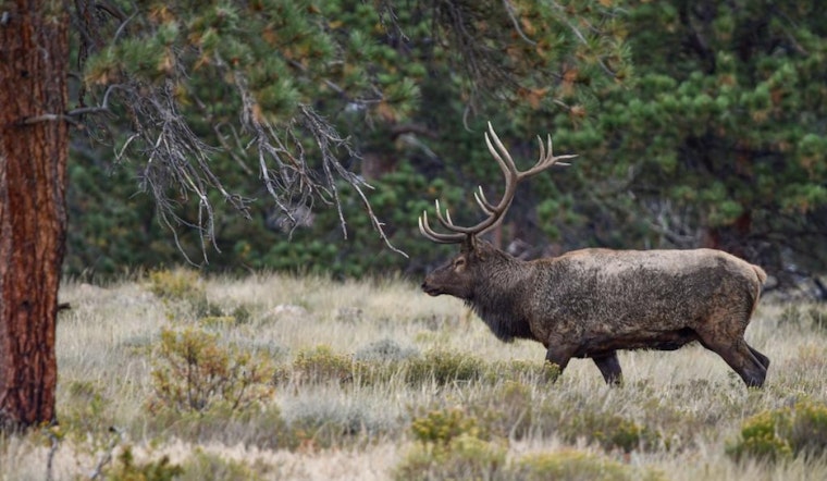Colorado Officials Offer $1,000 Reward for Information on Elk Poachings in Las Animas County