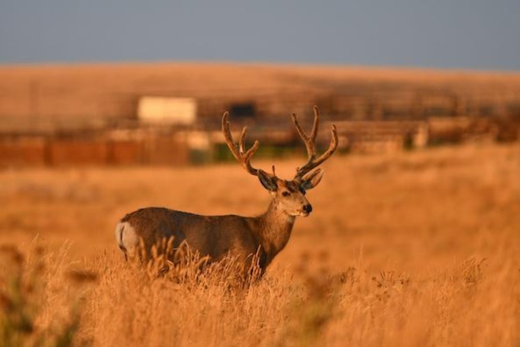 Colorado Parks and Wildlife Cancels Mule Deer Muzzleloader Season in Piñon Canyon Due to Federal Shutdown