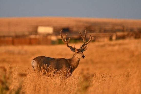 Colorado Parks and Wildlife Cancels Mule Deer Muzzleloader Season in Piñon Canyon Due to Federal Shutdown