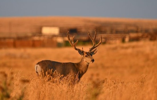 Colorado Parks and Wildlife Cancels Mule Deer Muzzleloader Season in Piñon Canyon Due to Federal Shutdown