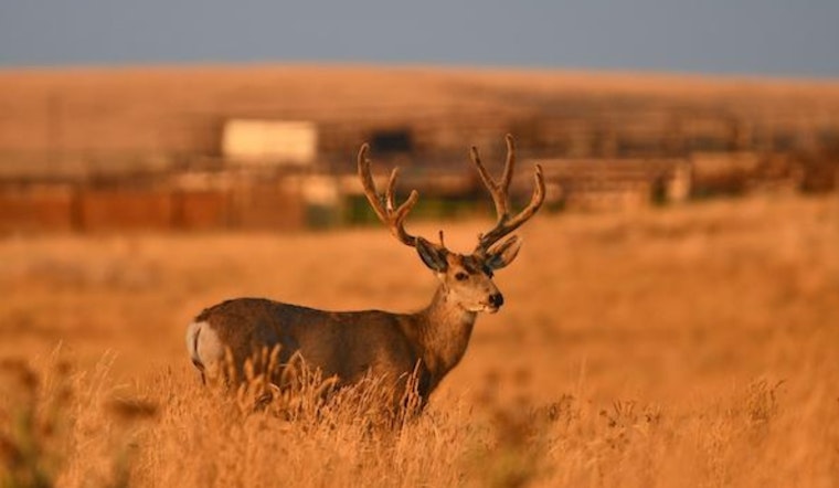 Colorado Parks and Wildlife Cancels Mule Deer Muzzleloader Season in Piñon Canyon Due to Federal Shutdown
