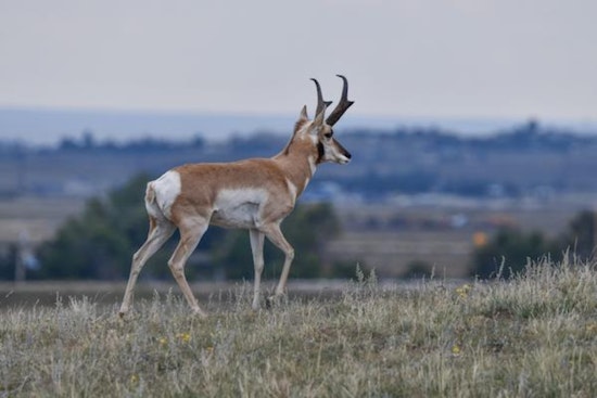 Colorado Pronghorn Season Stalled as Federal Shutdown Closes Hunting on Fort Carson, Pinon Canyon