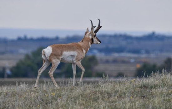 Colorado Pronghorn Season Stalled as Federal Shutdown Closes Hunting on Fort Carson, Pinon Canyon