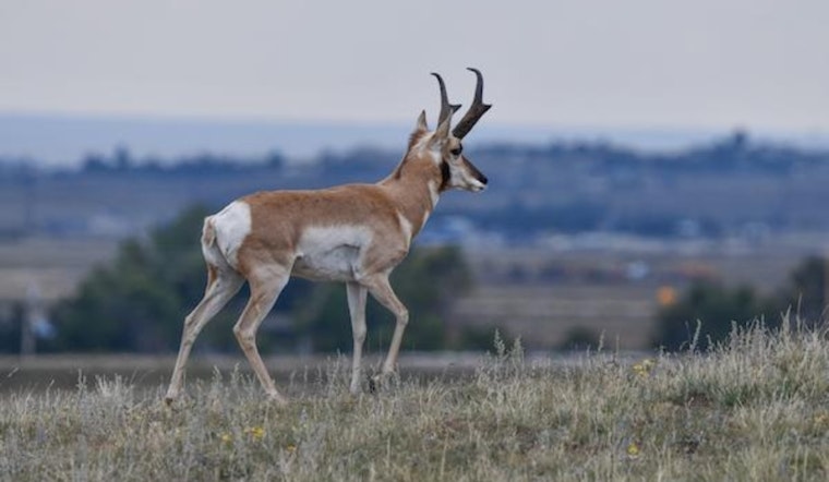 Colorado Pronghorn Season Stalled as Federal Shutdown Closes Hunting on Fort Carson, Pinon Canyon