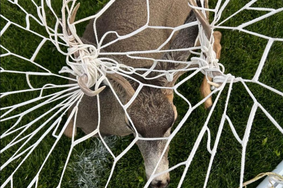 Colorado Wildlife Officers Tackle Antler Entanglements Amidst Seasonal