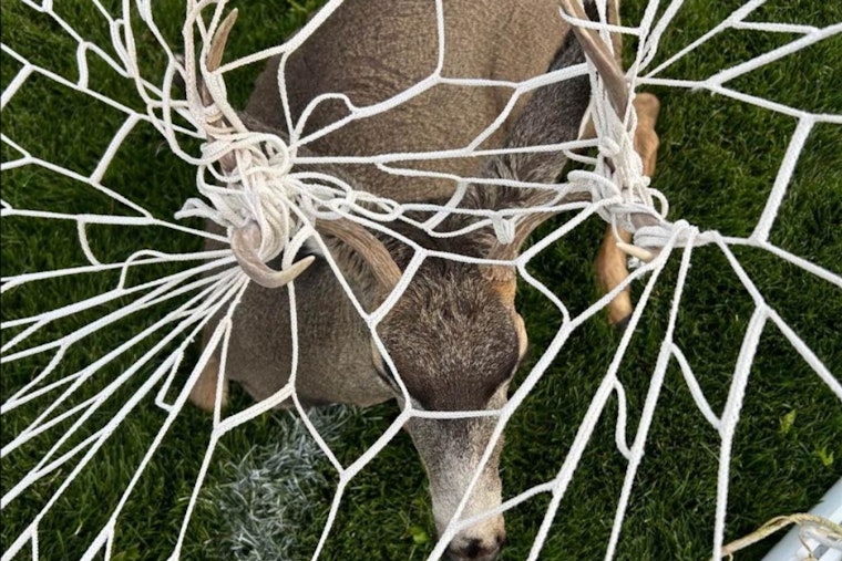 Colorado Wildlife Officers Tackle Antler Entanglements Amidst Seasonal Decor Hazards