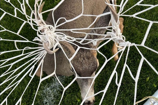 Colorado Wildlife Officers Tackle Antler Entanglements Amidst Seasonal Decor Hazards
