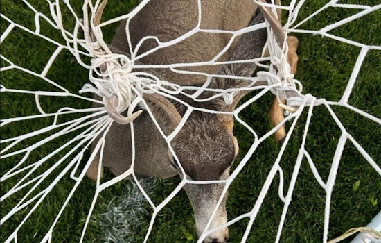 Colorado Wildlife Officers Tackle Antler Entanglements Amidst Seasonal Decor Hazards