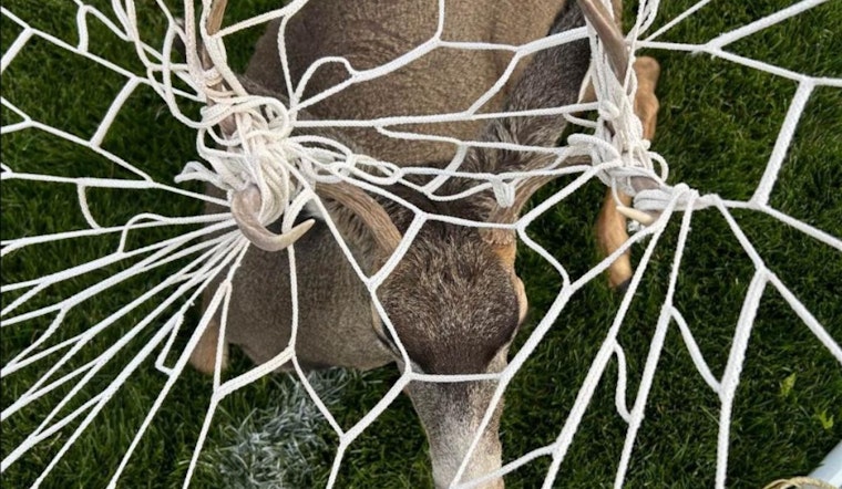 Colorado Wildlife Officers Tackle Antler Entanglements Amidst Seasonal Decor Hazards