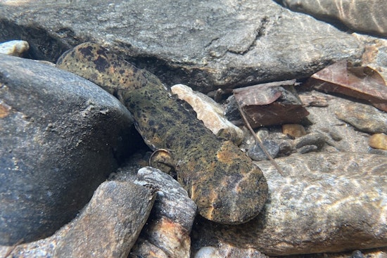 Conservation Success: 116 Eastern Hellbenders Released into Ohio Waterways by Columbus Zoo and The Wilds