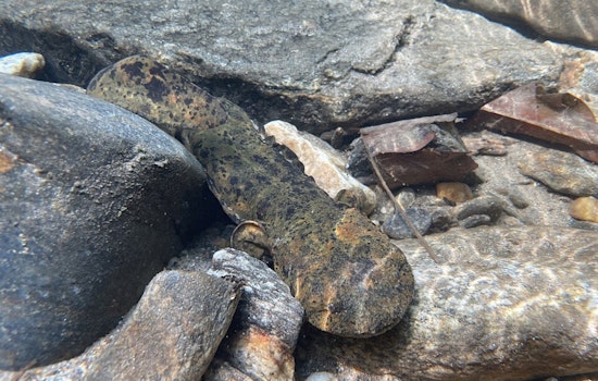 Conservation Success: 116 Eastern Hellbenders Released into Ohio Waterways by Columbus Zoo and The Wilds