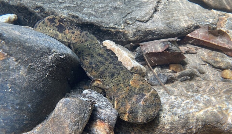 Conservation Success: 116 Eastern Hellbenders Released into Ohio Waterways by Columbus Zoo and The Wilds
