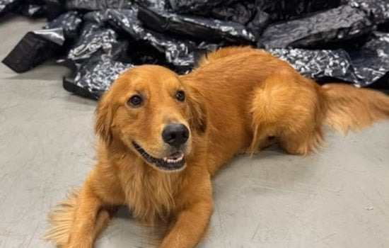 Cuyahoga County K9 Amon Wags Tail at "Paw Patrol" Comparisons in Whimsical Social Media Post