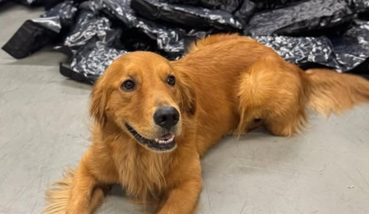 Cuyahoga County K9 Amon Wags Tail at "Paw Patrol" Comparisons in Whimsical Social Media Post