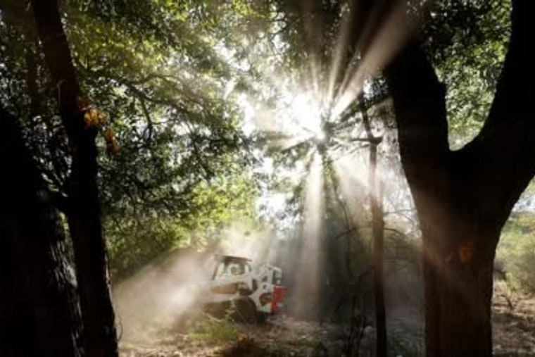 Dallas Parks at Risk: Local Official Sounds Alarm on Invasive Pests and Funding Perils