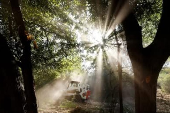 Dallas Parks at Risk: Local Official Sounds Alarm on Invasive Pests and Funding Perils