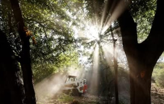 Dallas Parks at Risk: Local Official Sounds Alarm on Invasive Pests and Funding Perils