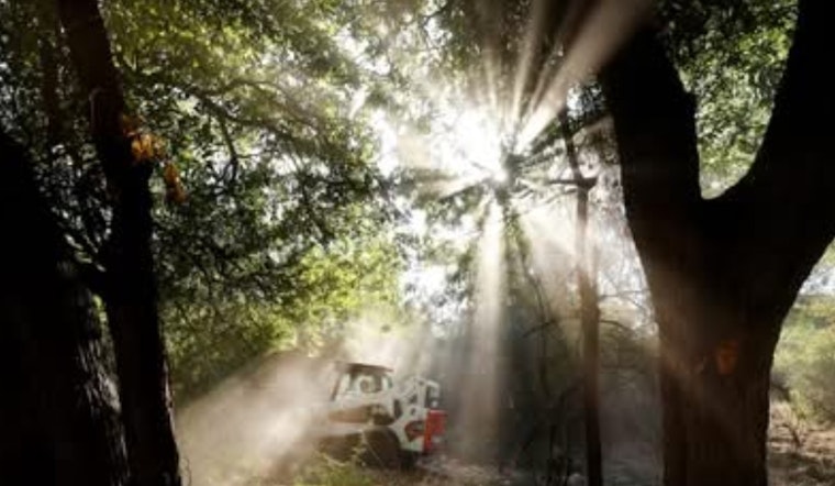 Dallas Parks at Risk: Local Official Sounds Alarm on Invasive Pests and Funding Perils