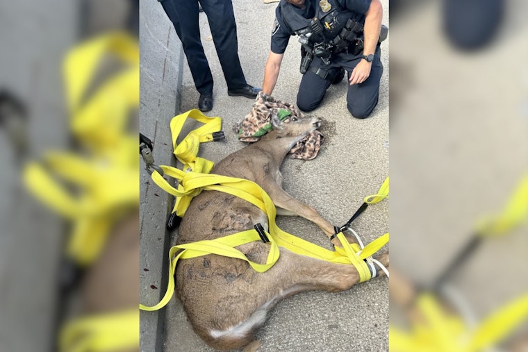 Deer Stuck on I-75 in Auburn Hills Rescued by Oakland County Authorities