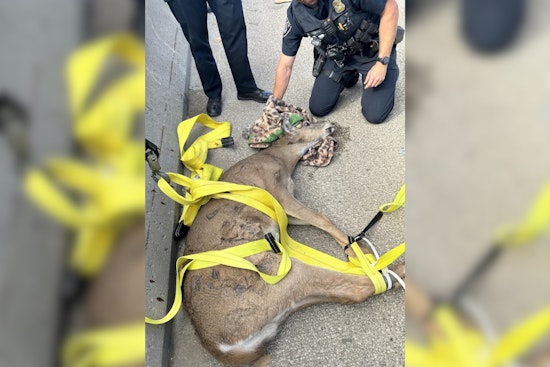 Deer Stuck on I-75 in Auburn Hills Rescued by Oakland County Authorities
