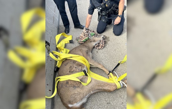 Deer Stuck on I-75 in Auburn Hills Rescued by Oakland County Authorities