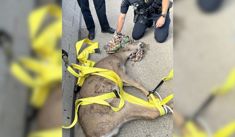 Deer Stuck on I-75 in Auburn Hills Rescued by Oakland County Authorities