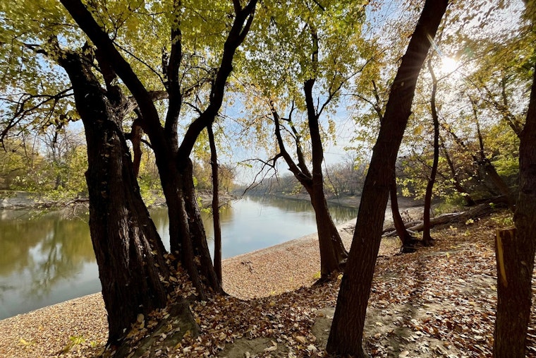 Discover Mindfulness Amidst Nature with Forest Bathing at Cleary Lake Regional Park