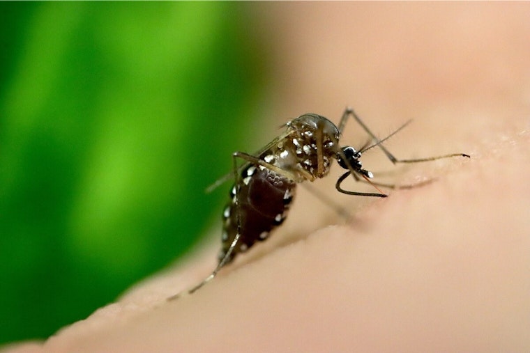 Dublin on Alert: Invasive Aedes aegypti Mosquitoes Detected, Local Authorities Urge Community Action