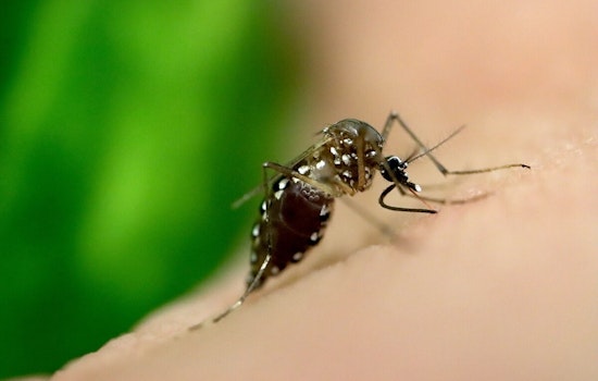 Dublin on Alert: Invasive Aedes aegypti Mosquitoes Detected, Local Authorities Urge Community Action