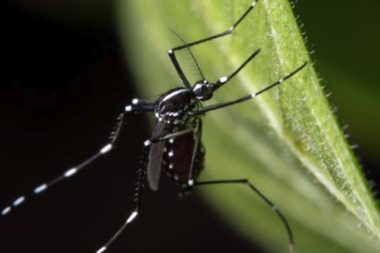 Durham County Responds to West Nile Virus with Scheduled Mosquito Spraying in Trinity Park Area