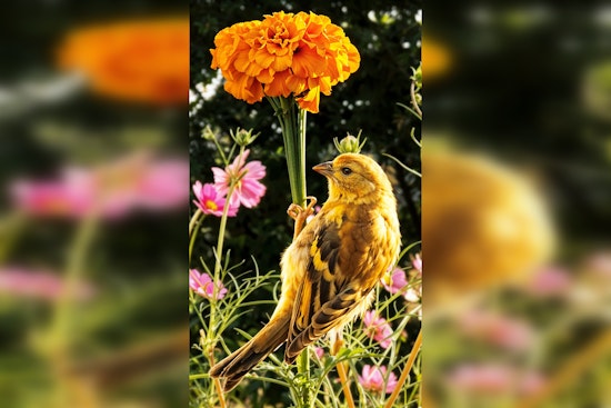 Eden Prairie Celebrates Local Talent: Winners of the 2025 Community Photo Contest Announced
