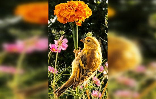 Eden Prairie Celebrates Local Talent: Winners of the 2025 Community Photo Contest Announced