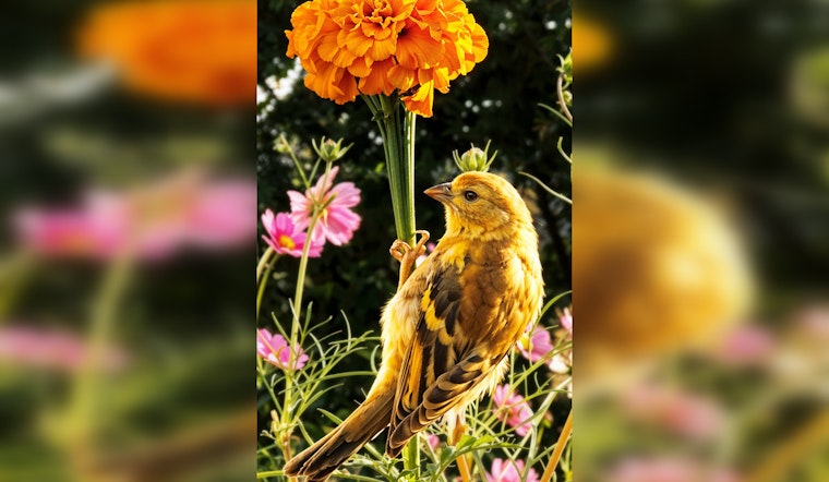 Eden Prairie Celebrates Local Talent: Winners of the 2025 Community Photo Contest Announced