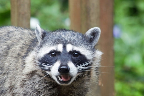 Ellenwood Neighborhood on High Alert as Raccoon Tests Positive for Rabies in DeKalb County