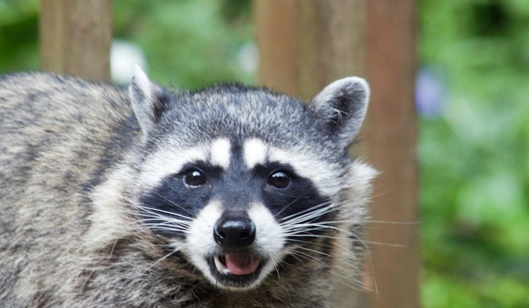 Ellenwood Neighborhood on High Alert as Raccoon Tests Positive for Rabies in DeKalb County